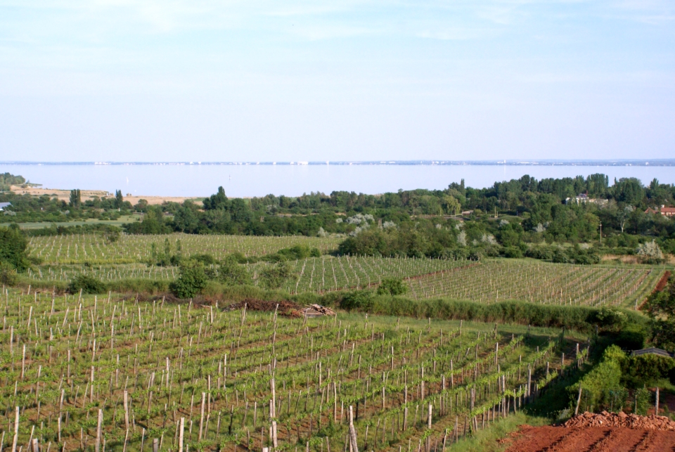 Vineyards in Csopak on the northern Lake Balaton
