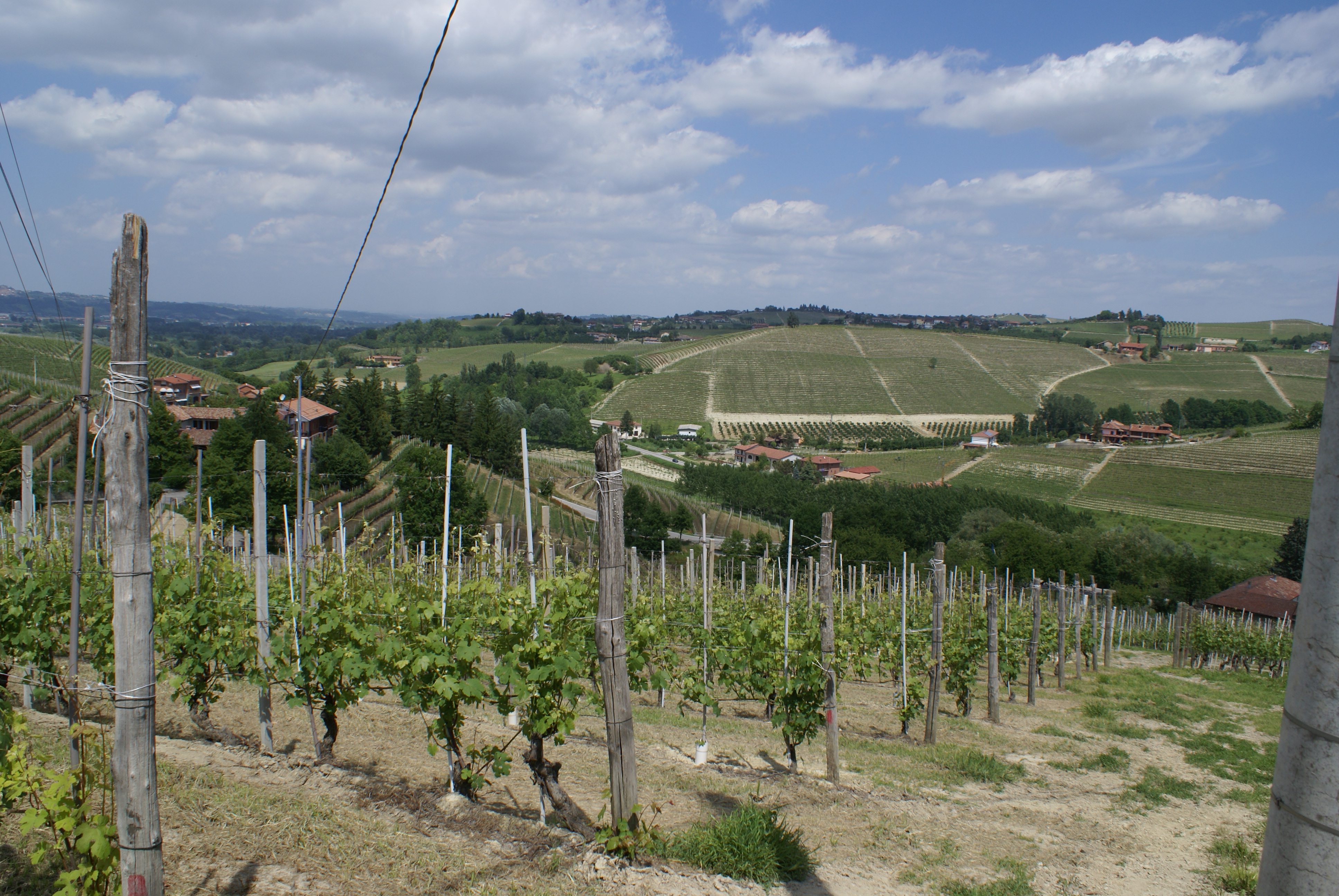 Ovello vineyard Barbaresco Italy