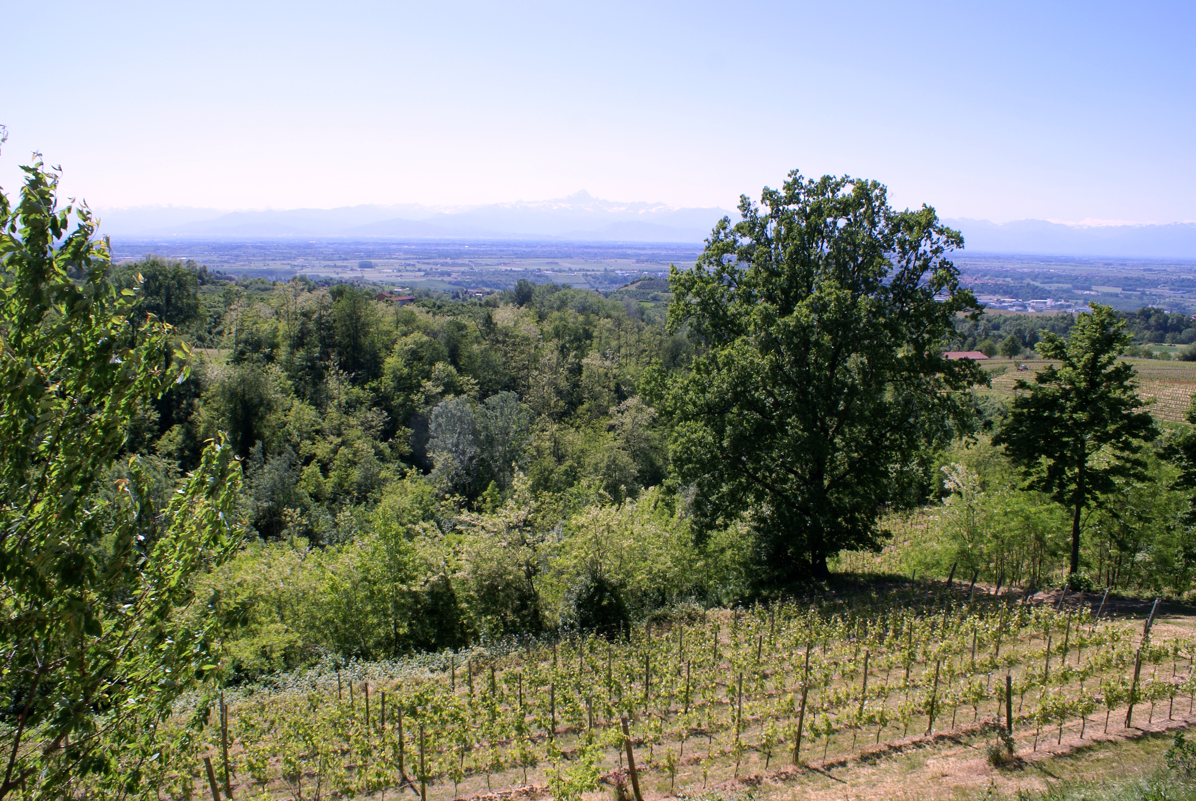 Serradenari vineyards La Morra Barolo Italy