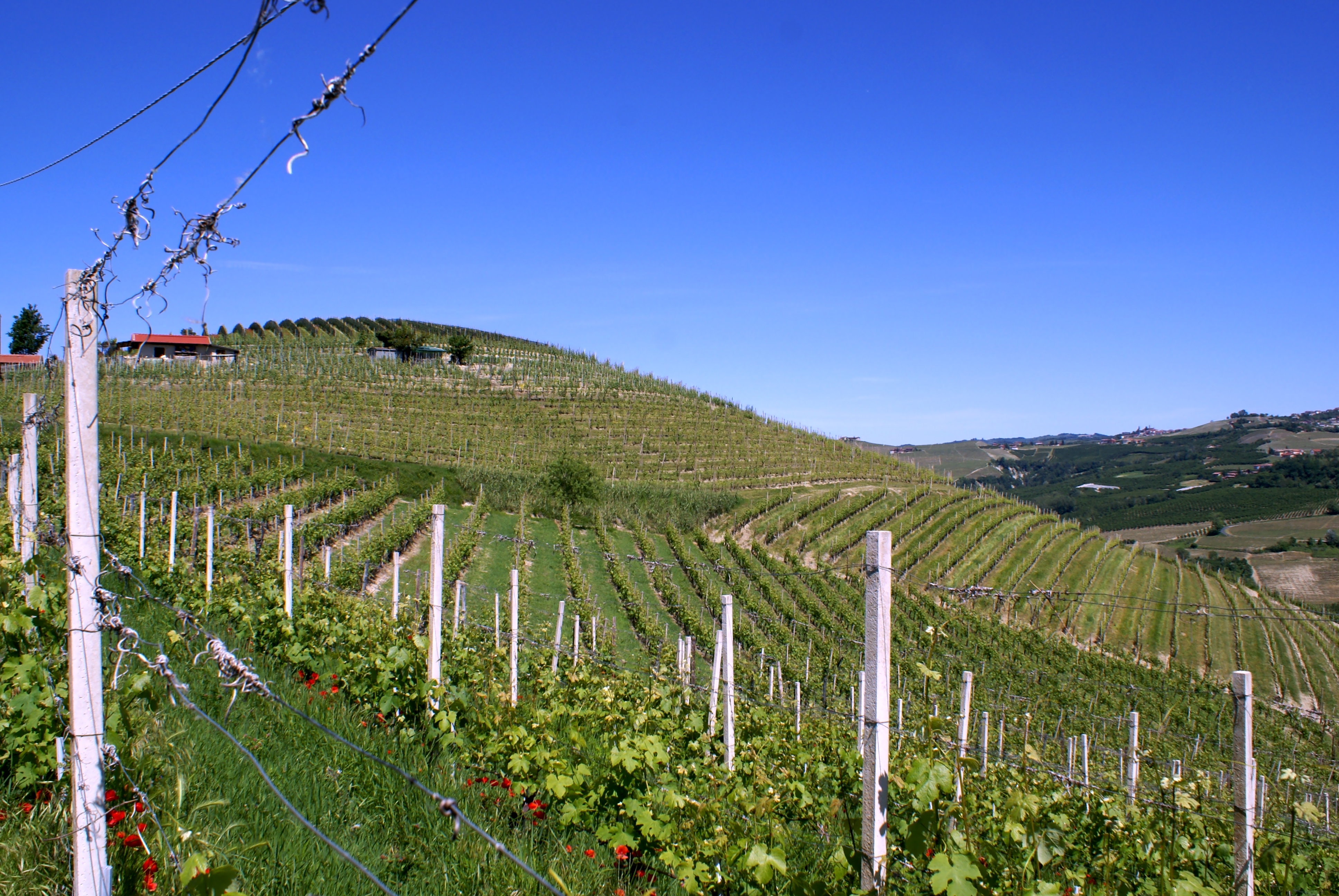 Prapó vineyard Barolo Italy