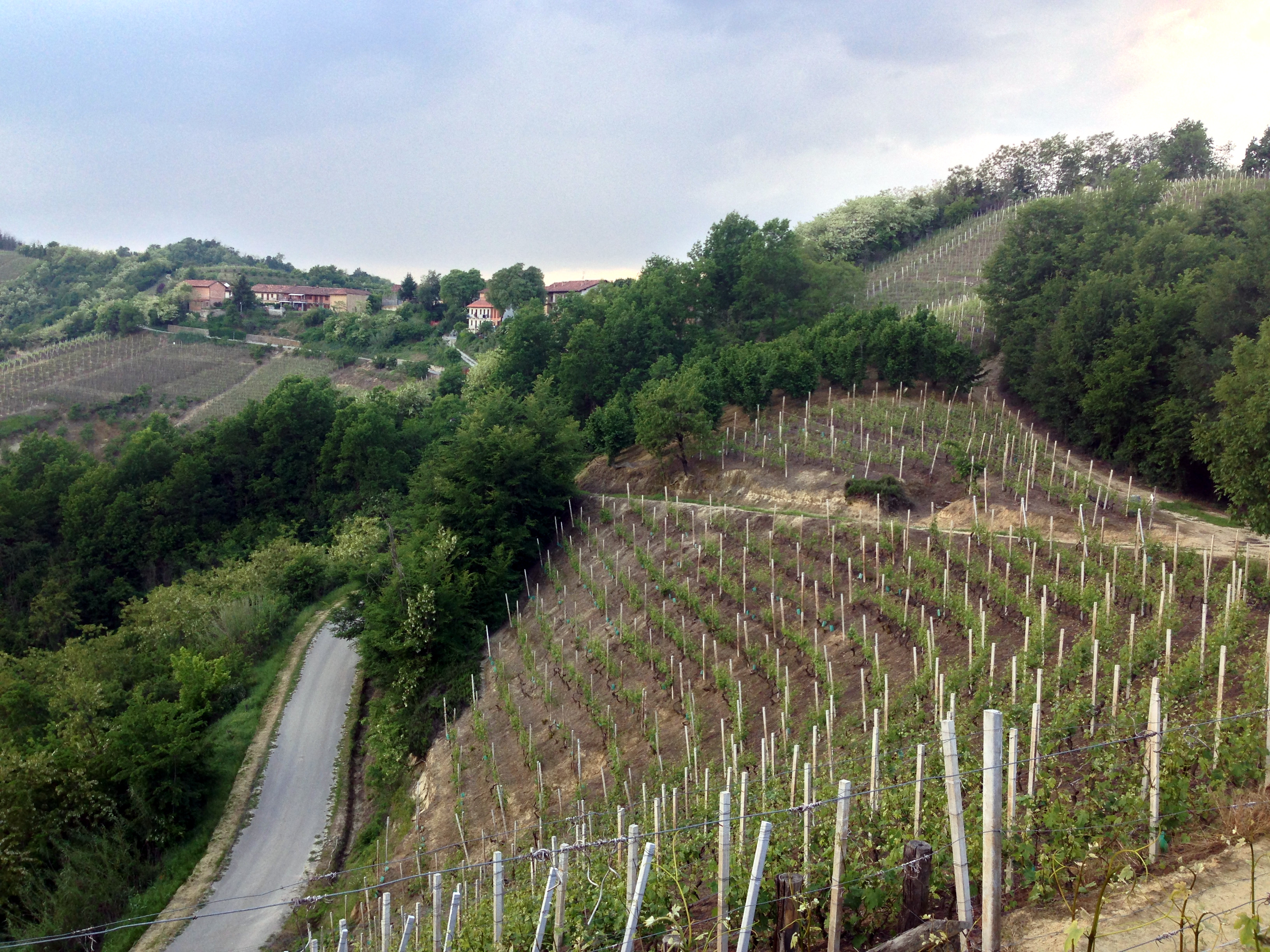 A view of the middle part of Valmaggiore vineyard.