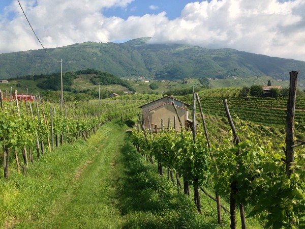 Valdobbiadene Prosecco DOCG, Cartizze vineyard