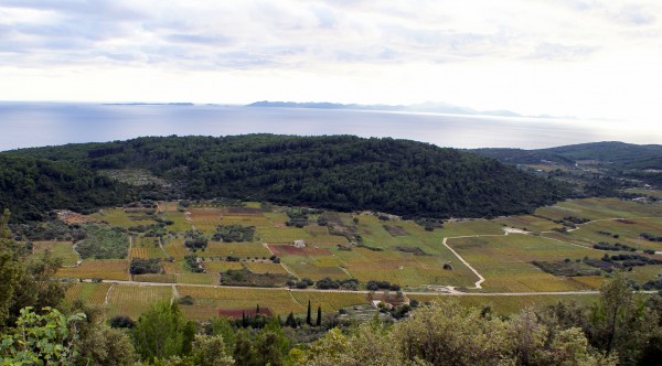 Smokvica valley vineyards, Korčula Croatia