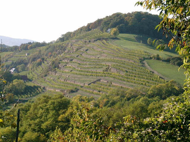 Winnica Odernheimer Kloster Disibodenberg. © Weingut von Racknitz