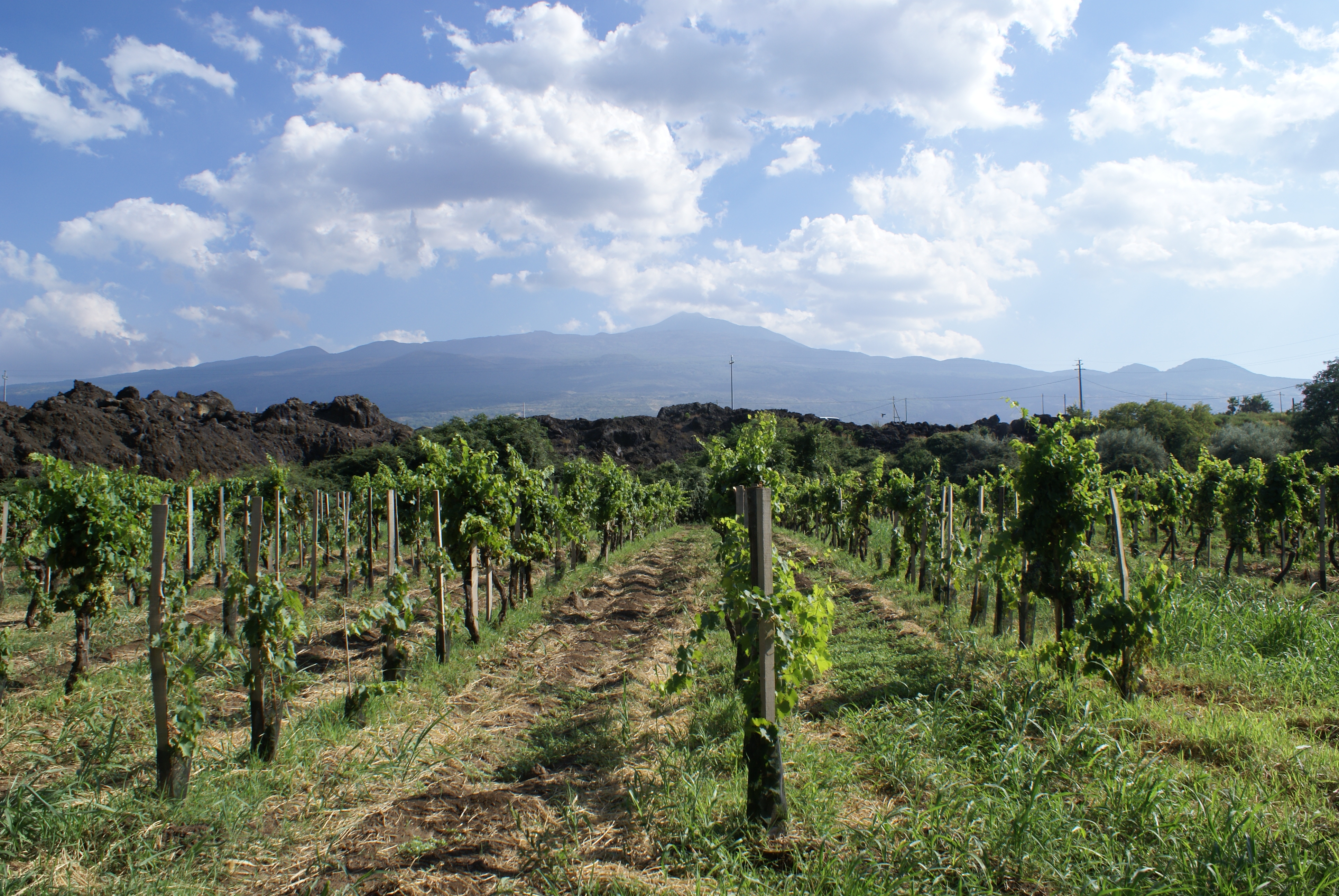 Winnica Nerello Mascalese na północnym stoku Etny.