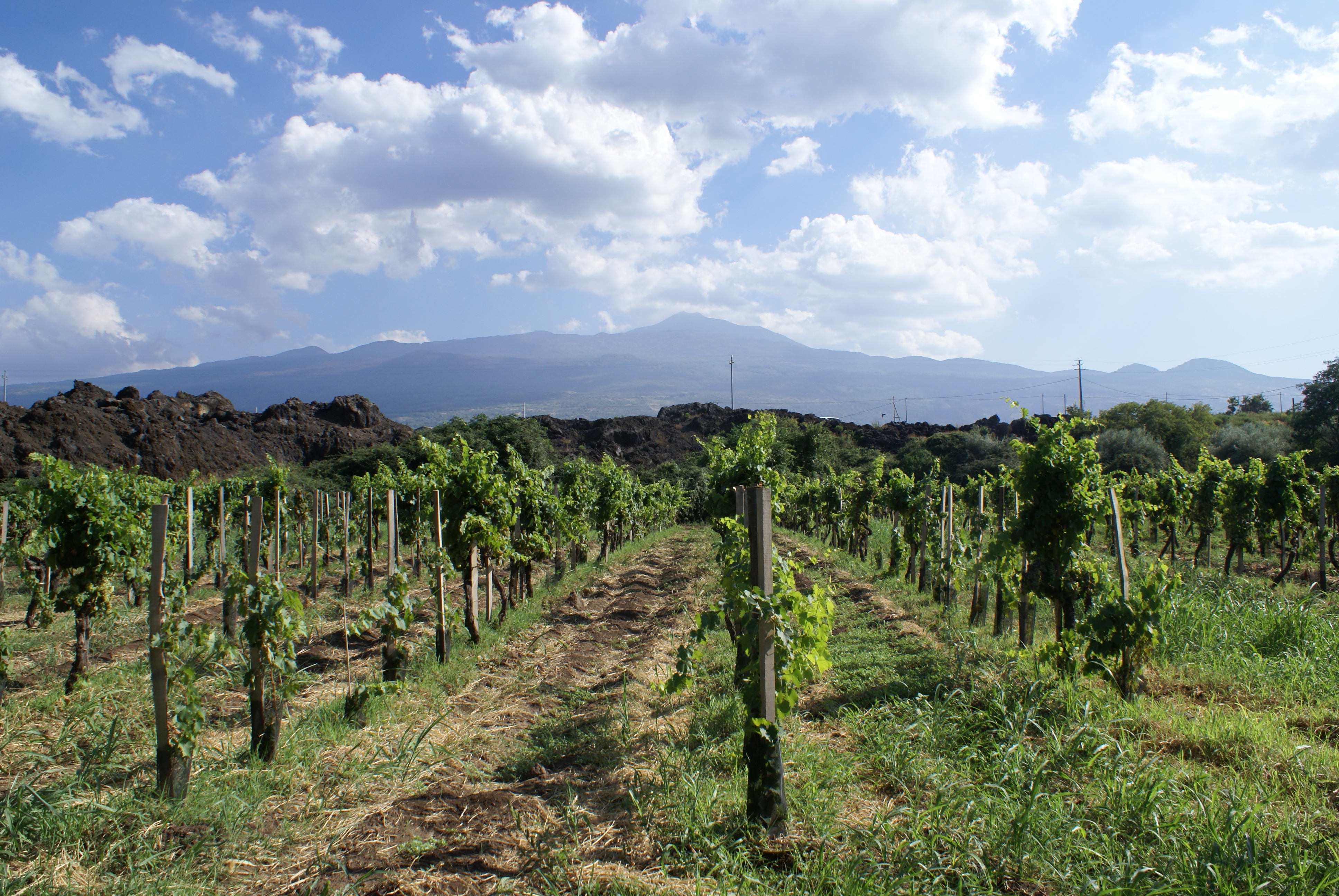 Etna - winnice Winnica Nerello Mascalese na północnym stoku Etny.