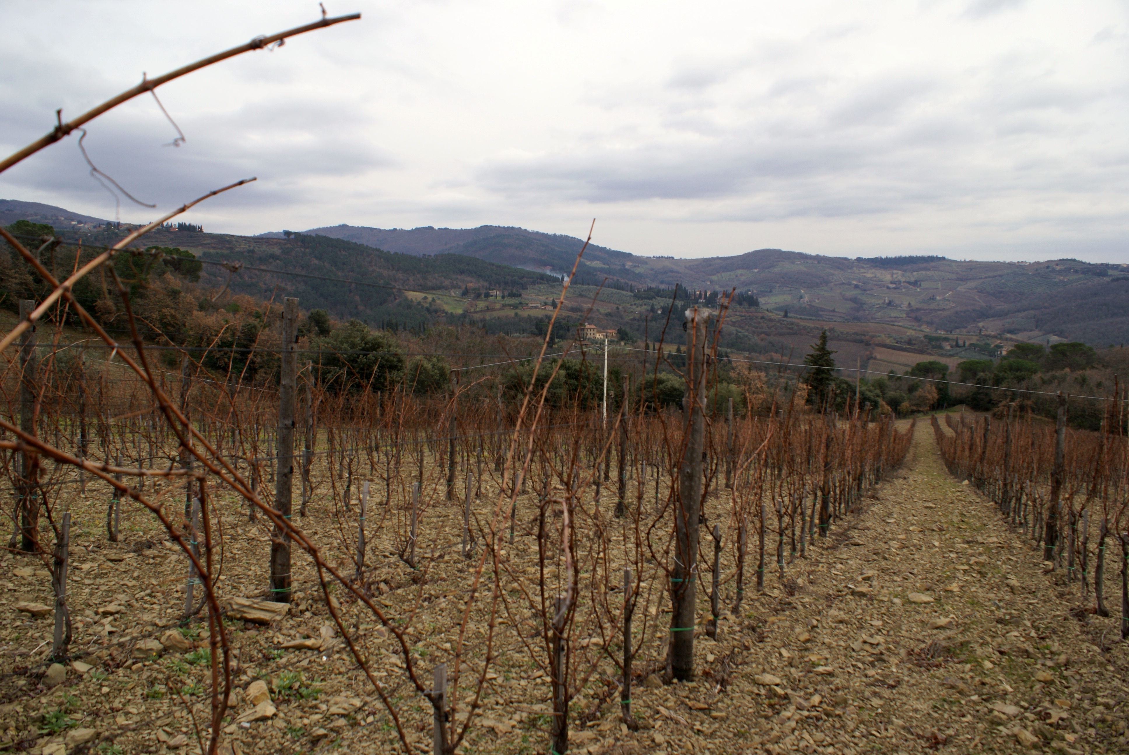 Winnice pod Greve in Chianti