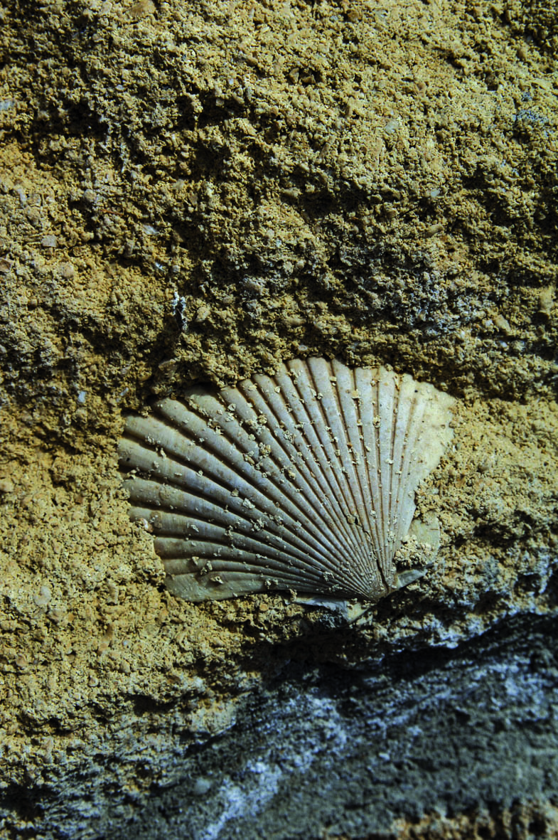 Muschelkalk by steve haider