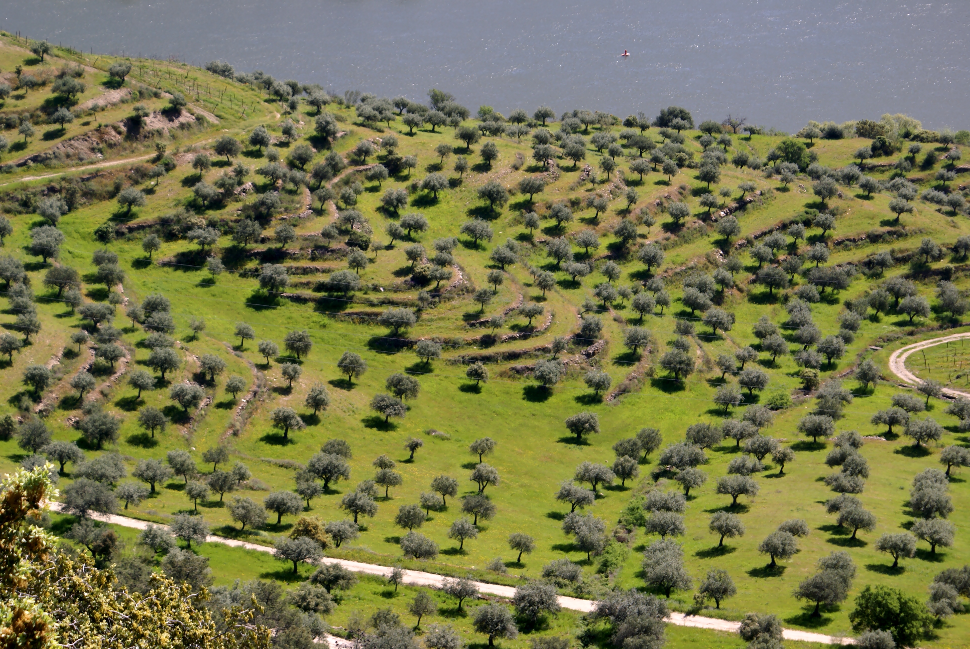 Quinta do Vale Meão olive groves