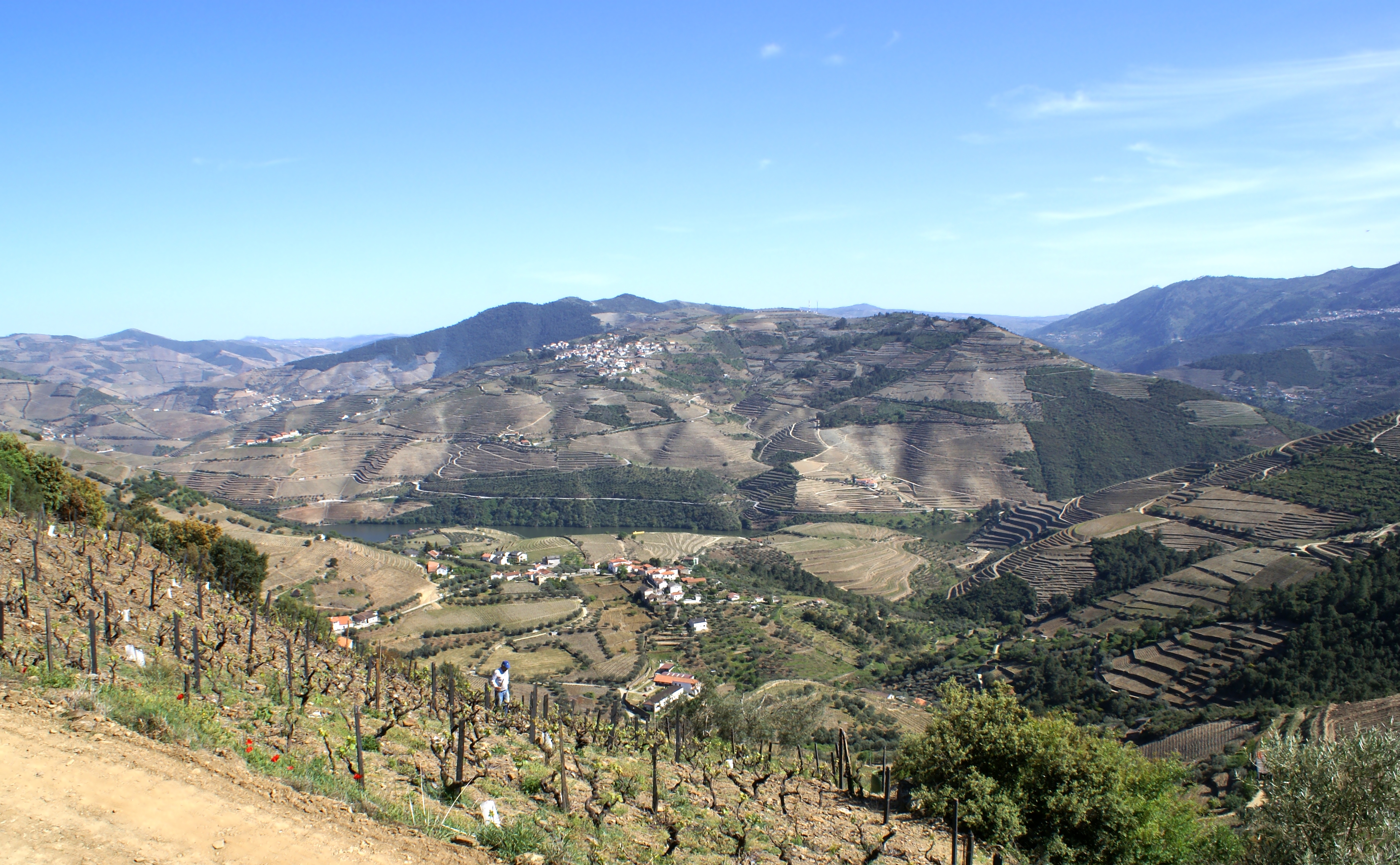 Covas do Douro vineyard panorama