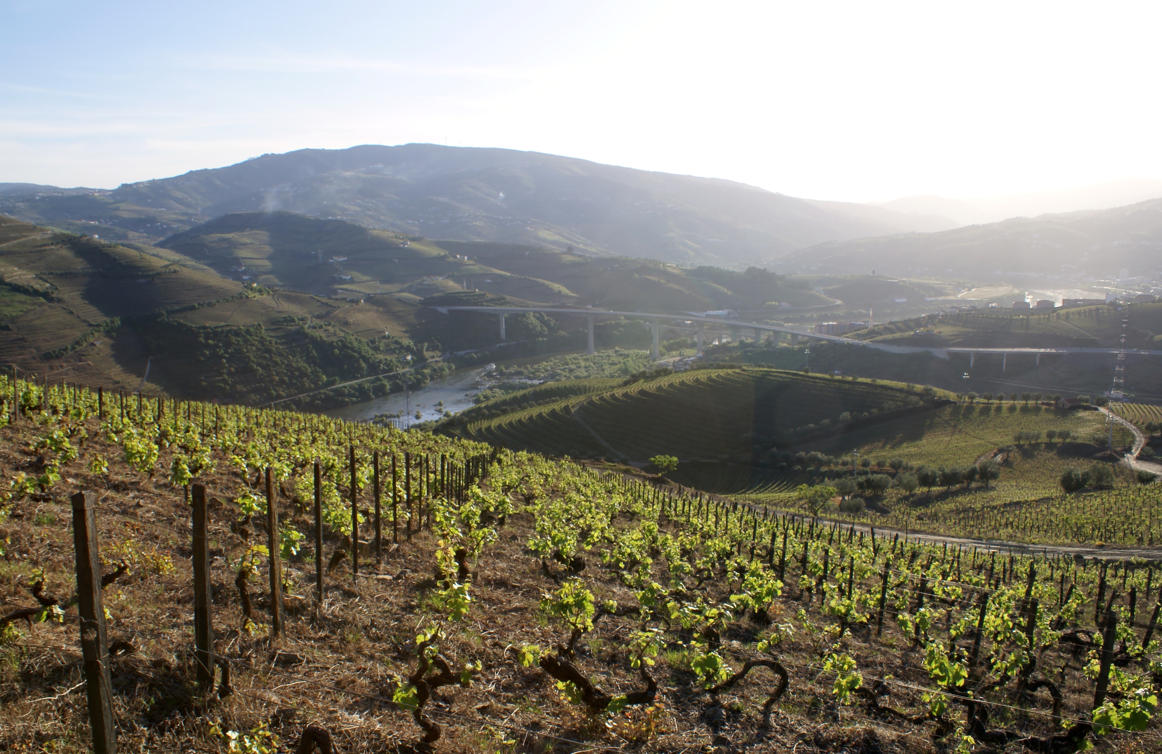 Quinta do Vallado old vineyards