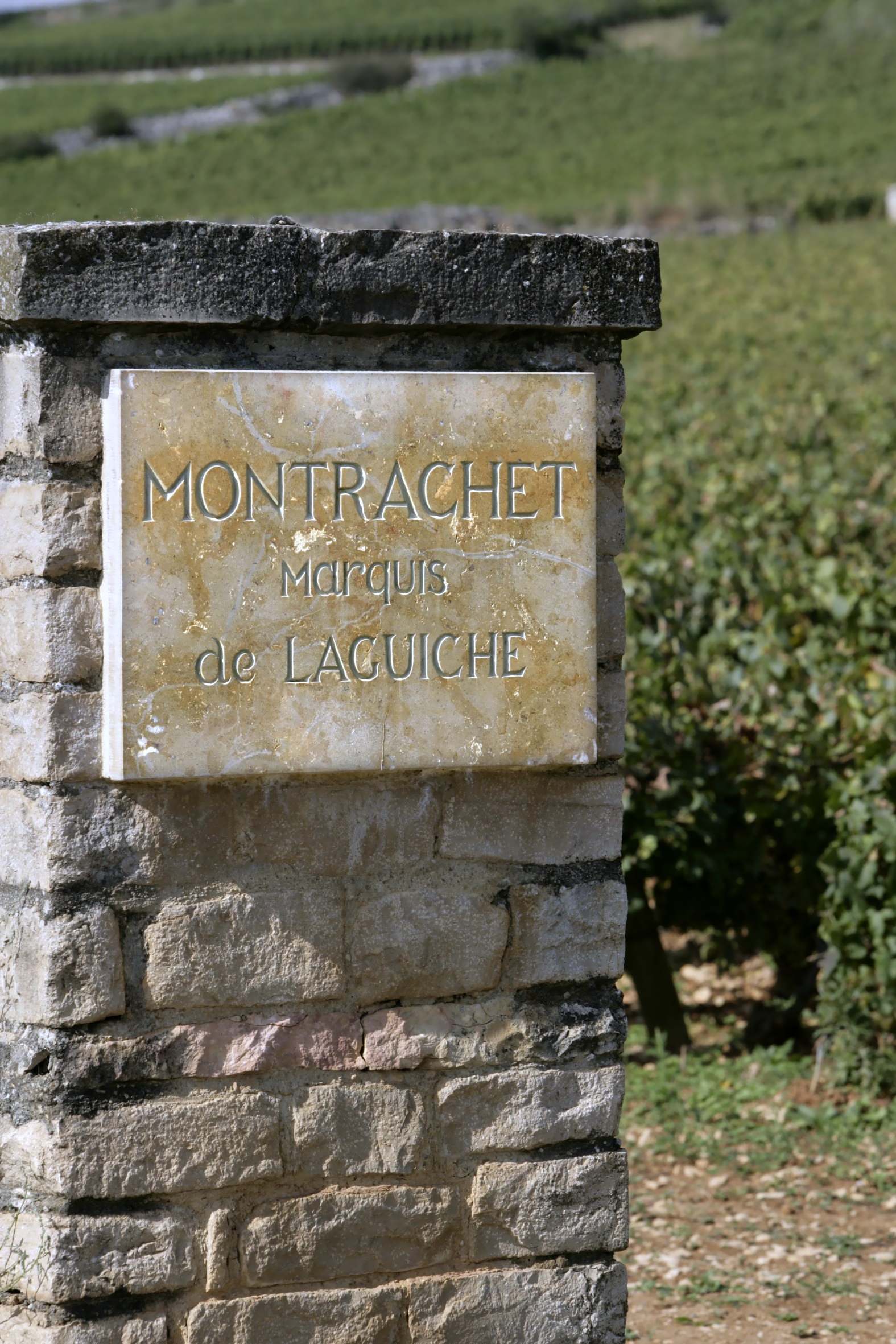 JosephDrouhin_Montrachet Stone