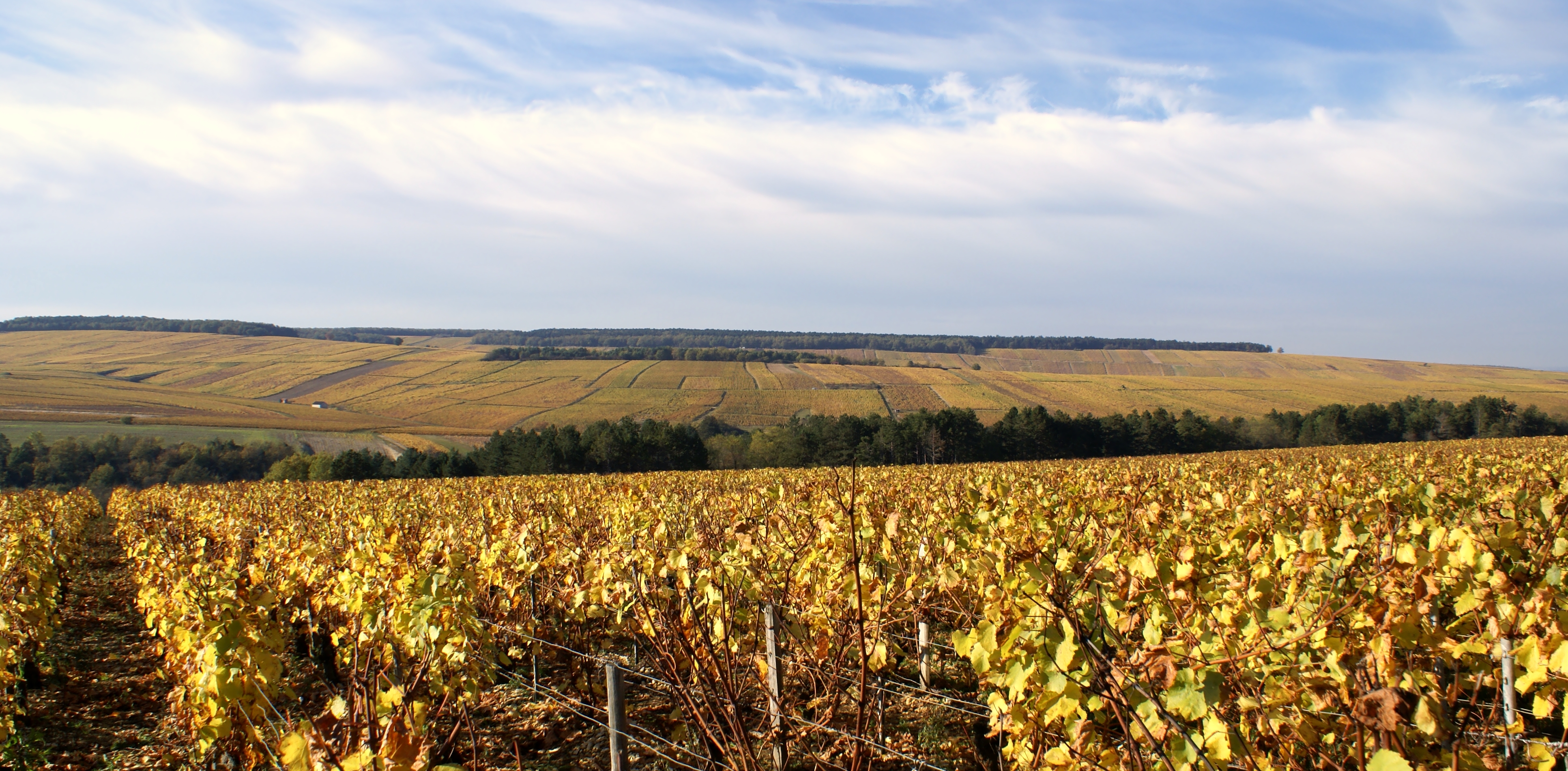 Montmains premier cru vineyard Chablis