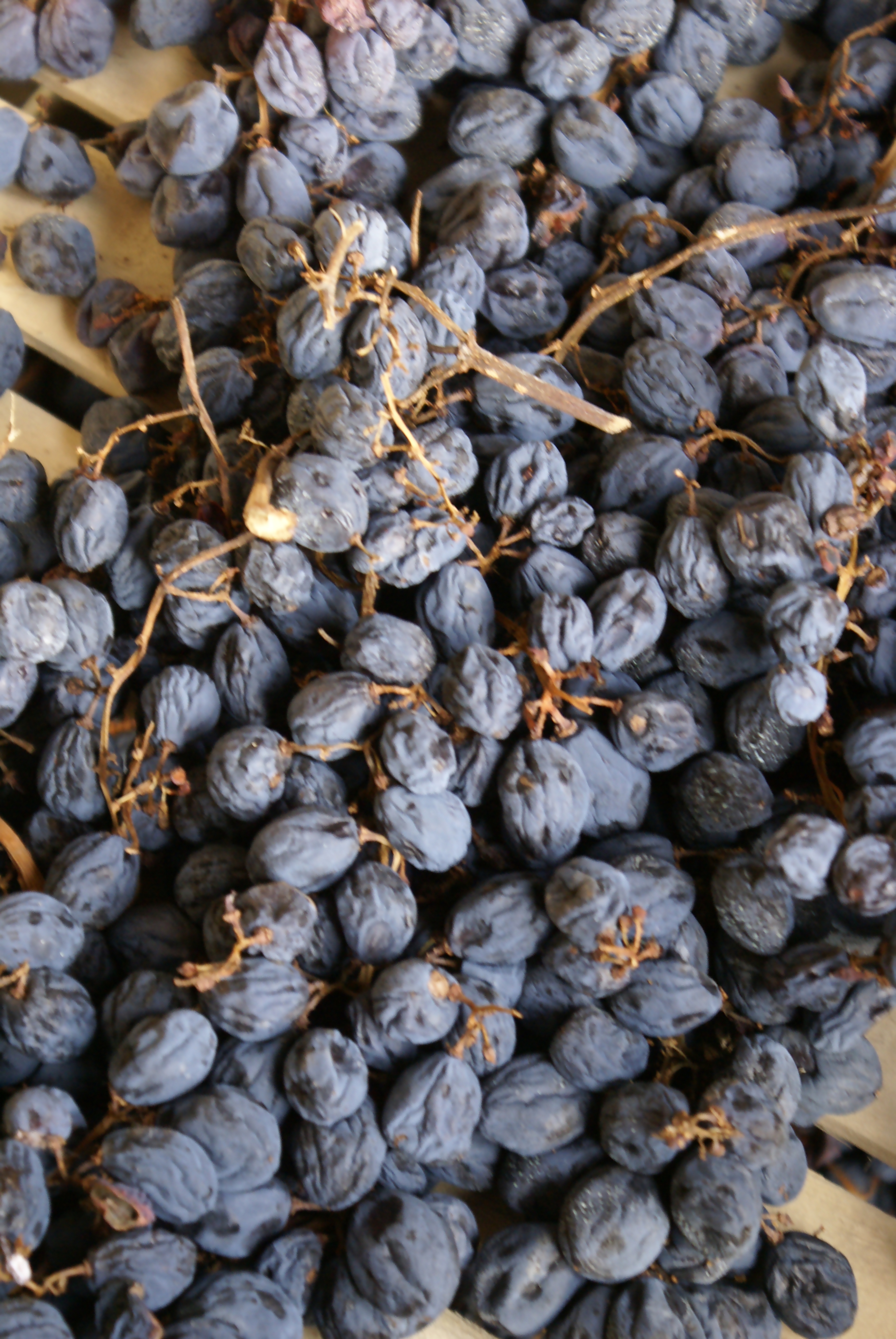 appassimento grapes drying for amarone