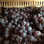 Grapes dried for Amarone